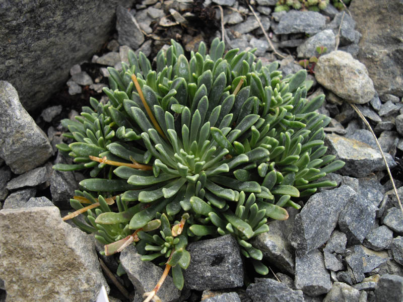 Lewisia columbiana 'Alba' en fleurs sur des éboulis stabilisés des montagnes de l'ouest de l'Amérique du Nord